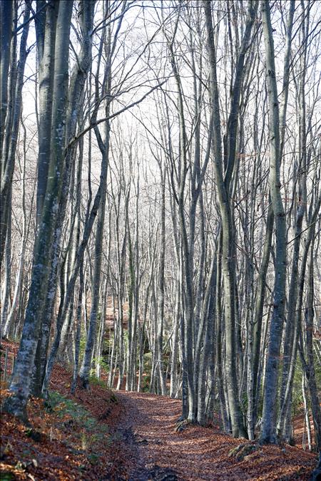 El valor terapéutico del bosque